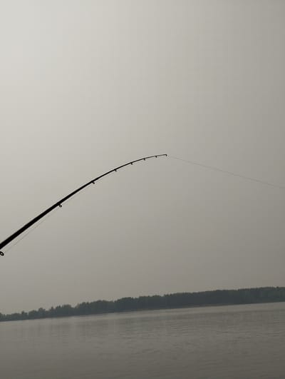 The image shows a close-up of a fishing rod extending into the frame from the left, its dark silhouette contrasting with a hazy, light-colored sky. The rod is curved, with its tip pointing towards the upper right of the image, and a thin fishing line trails from it. Below the rod, a body of water, likely a river or lake, stretches horizontally across the frame. On the far side of the water, a dense line of trees forms a dark horizon, with the sky above appearing overcast or foggy. The overall scene suggests an outdoor environment, possibly a riverside location in the city of Bibikha, Russia, during a day with limited visibility. There are no people or animals visible in the image, and no discernible actions or interactions are taking place, other than the implied activity of fishing.