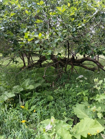 The image depicts a scene in Medvedevka, Russia, focusing on the natural environment. In the foreground, large, green, leafy plants dominate, with several yellow wildflowers interspersed. Behind these, a sprawling, gnarled tree with exposed roots and moss-covered bark lies partially horizontal, its branches reaching out over the undergrowth. The background reveals more dense green foliage and tall grasses, suggesting a wild, untamed area. The lighting is overcast, contributing to a soft, diffused illumination of the scene. No people or specific structures are visible.