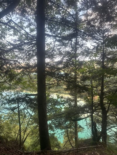 The image is a vertical, eye-level shot taken from a forest overlooking a body of water. The foreground is dominated by the dark, textured trunks and branches of several coniferous trees, their dense foliage obscuring much of the sky. The leaves and needles are predominantly dark green, with some lighter green leaves from deciduous trees interspersed.
Beyond the trees, a bright, turquoise body of water is visible, suggesting a lake or a large river. The water is calm, with reflections of the surrounding landscape visible. On the far side of the water, a gentle slope covered in trees and vegetation rises, with hints of autumnal colors in shades of orange and yellow visible in the distance.
The lighting suggests it is late afternoon or early morning, with the sun filtering through the trees, creating a dappled light effect and backlighting some of the leaves. The overall atmosphere is serene and natural, characteristic of a mountain or forest landscape. The image was taken in the vicinity of La Chaux-du-Dombief, France, a region known for its natural beauty and forests. There are no people or animals visible in the image.