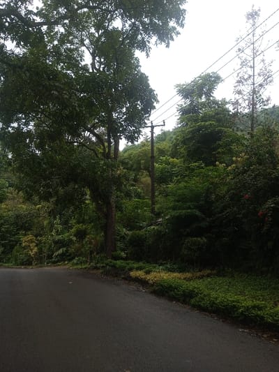 The image displays a static outdoor scene in Eheliyagoda, Sri Lanka. A dark asphalt road, devoid of markings, curves gently to the left in the foreground. The left side of the frame is occupied by a large, mature tree featuring a thick brown trunk and a dense canopy of dark green leaves. To the right of the road, a dense expanse of tropical vegetation covers the ground and rises into smaller trees and shrubs, with some areas exhibiting lighter green or yellowish foliage, and hints of red flora on the far right. A dark utility pole stands vertically on the right side of the road, supporting three visible overhead power lines. In the background, a verdant, tree-covered hillside is present. The sky above is uniformly overcast, presenting a light grey color. No individuals, vehicles, or animals are depicted.