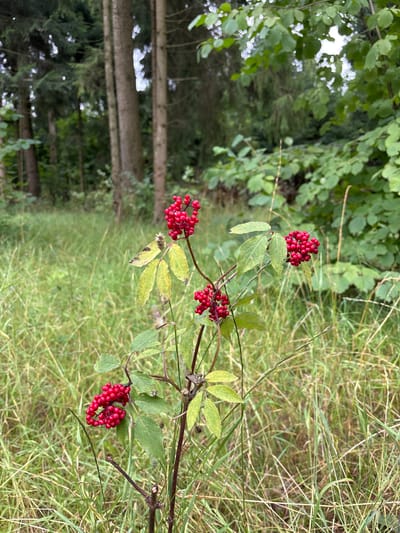 An outdoor, medium shot photograph captures a cluster of bright red berries on a plant in a grassy, wooded area. The berries are small, round, and clustered together on thin stems. Some of the plant's leaves are visible, appearing green with hints of yellow and brown, suggesting they are beginning to change color. The background consists of tall, dry grass and the trunks of several trees, which are out of focus. The overall impression is of a natural setting, possibly a forest edge or a park, in the city of Pavlovskaya Sloboda, Russia. The lighting is overcast, creating a soft, diffused light across the scene. There are no people or animals visible in the image.