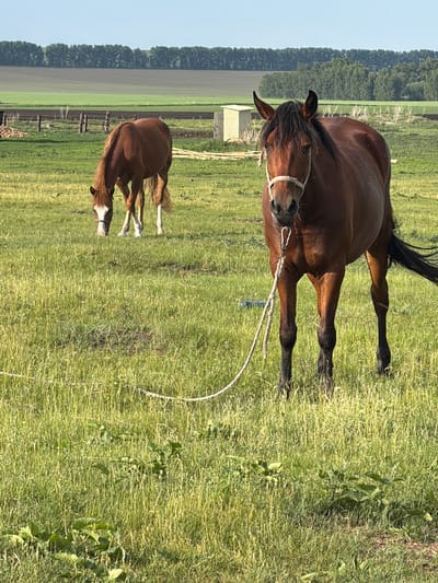 In the city of Zelenyi Dol, Russia, two horses are in a grassy field under a clear blue sky. The horse in the foreground is a bay horse facing the camera, with a white halter and a rope tied to it. The horse in the background is also bay and is grazing with its head down. In the distance, there are agricultural fields and a treeline. There is a small shed-like structure to the left of the foreground horse.