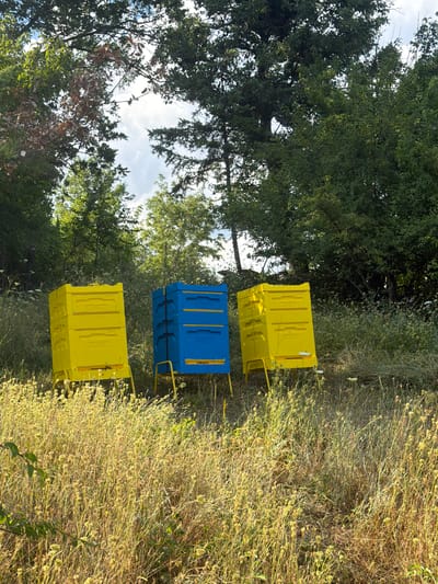 Three beehives are arranged in a grassy, outdoor setting. Two beehives are bright yellow, and one is blue. They are positioned on yellow stands, indicating they are raised off the ground. The beehives are stacked vertically, with multiple rectangular sections. The surrounding environment is natural, with tall, dry grass and various trees creating a backdrop. The sky is visible through gaps in the tree canopy. This scene is located in the city of Zvanika, Bulgaria.