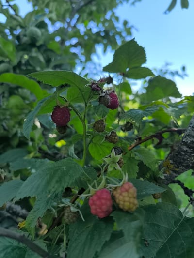A cluster of raspberries hangs from a bush in Pasiene, Latvia. Some berries are ripe and red, while others are still green and unripe. The bush is surrounded by lush green leaves, and a bright blue sky is visible in the background. The image appears to be taken on a sunny day.