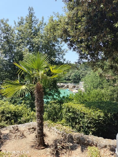 The image depicts a picturesque scene in Krk, Croatia. In the foreground, a young palm tree stands on dry, sandy ground, with a low stone wall to its right. Beyond the palm tree, lush green bushes and trees dominate the landscape. In the mid-ground, a body of turquoise water is visible, with several small boats, including pedal boats, scattered across its surface. A stone pathway or bridge runs along the edge of the water. The background is filled with dense, green foliage and trees, suggesting a natural or semi-natural environment. The sky above is a clear, bright blue. The overall impression is one of a peaceful, sunny day in a coastal or lakeside setting. The timestamp "2026.06.29 13:18" is visible in the bottom left corner of the image.