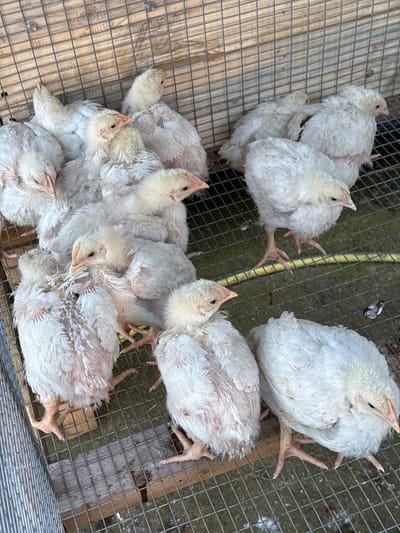 The image shows a group of approximately ten young, white birds, likely chickens or similar fowl, crowded together inside a wire mesh cage. The cage appears to be constructed of wood and metal wire. The background is blurred, showing some ground and vegetation. The location is undetermined and no details indicate this is in Lipnitsa, Bulgaria. There are no people visible in the scene.