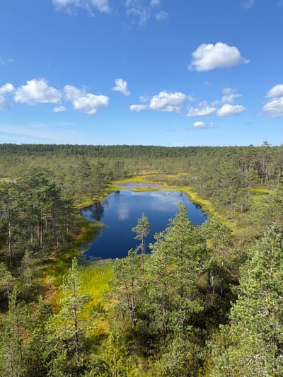 The image shows a panoramic view of a bog landscape in Kolga alevik, Estonia, on a clear day with scattered white clouds. A dark, still body of water, likely a pond or lake, occupies the central portion of the scene, reflecting the blue sky and surrounding vegetation. The water is fringed by vibrant green and yellow marsh grass and low-lying bog plants. Dense coniferous forest, primarily pine trees, dominates the middle ground and background, forming a continuous green canopy. The foreground features a mix of taller pine trees with textured bark and green needles, as well as undergrowth and heath. The overall impression is one of a tranquil, natural wetland ecosystem under a bright, cloud-dotted sky. There are no people or visible signs of human activity in the image.