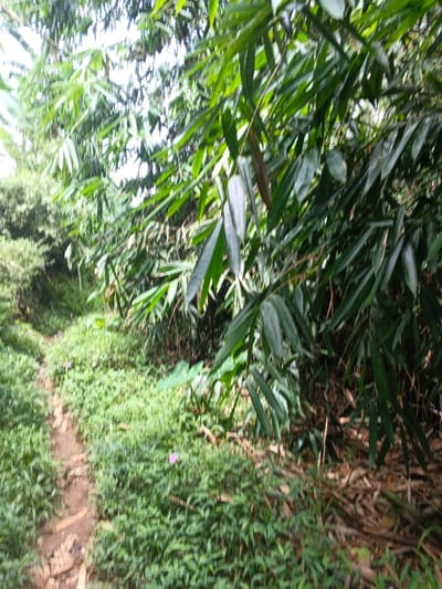 A winding dirt path cuts through dense green vegetation. Bamboo stalks with long, pointed leaves dominate the right side of the image, partially obscuring the view. Lush groundcover fills the space alongside the path. Sunlight filters through the canopy above, creating dappled light across the scene. The left side reveals more distant trees and foliage. The overall atmosphere is lush and wild.
