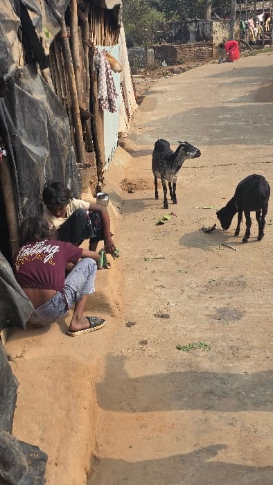 Two goats stand on a dirt surface near two boys playing on the ground. One boy wears a maroon shirt, the other a beige shirt with black pants. They both appear to be occupied with something in their hands. The dirt surface has some scattered debris and weeds. Above, a concrete wall is visible, with a person wearing a red shirt visible above. Below, a tarp covers a jumble of sticks and cloth, with some debris scattered.