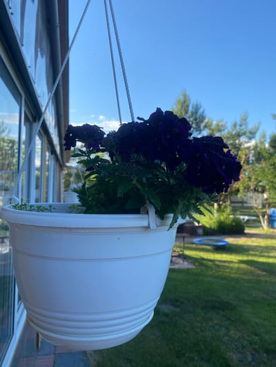 A close-up, low-angle outdoor shot captures a white hanging planter filled with dark purple flowers and green foliage, set against a clear blue sky. The planter is suspended by white ropes and hangs beside a building with large glass windows. In the background, a well-maintained lawn is visible, with trees lining the property and a small blue trampoline in the distance. The scene appears to be a residential backyard in Volzhsk, Russia, on a sunny day. There are no people visible in the image.