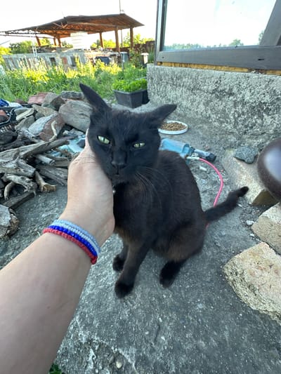 A black cat with green eyes is being petted on the head by a person's hand. The cat is sitting on a concrete surface. In the background, there are piles of wood and bricks, a greenhouse-like structure, and greenery. The person's hand has bracelets on their wrist with red, white, and blue beads. A pink cord is visible near the cat. The scene appears to be outdoors, likely in a yard or a rural area.