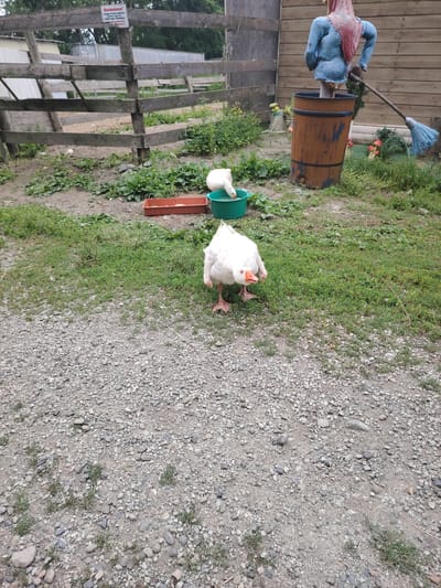 In Zima Juzhnaja, Russia, a bright white goose stands on a gravel path in front of a grassy area. Behind the goose, a second white goose drinks from a green bucket. To the left of the geese is a red feeding trough. In the background, a wooden fence encloses an area with trees. A scarecrow made of a blue shirt and a red headscarf stands in a rusty barrel next to a wooden fence and a broom.