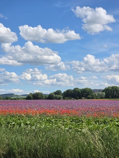 The image depicts a rural landscape under a clear blue sky with scattered white cumulus clouds, located in Prietržka, Slovakia. The scene is dominated by a vast field of flowers.

The upper half of the frame is occupied by a bright blue sky, populated by numerous white cumulus clouds of varying sizes and shapes. Sunlight illuminates the clouds from above, creating subtle shading.

In the mid-distance, a line of dense green deciduous trees stretches horizontally, separating the flower field from distant, undulating green hills visible on the horizon.

The primary subject in the midground is a large cultivated field of flowers. The majority of the field displays a uniform vibrant purple color. Directly in front of the purple section, a distinct band of bright red flowers, consistent with poppies, extends across the field. The flowers appear densely planted.

In the immediate foreground, there are two distinct layers of green vegetation. Closest to the viewer, the bottom third of the image features tall, thin blades of green grass. Behind this grass, a wider band of lush green plants with broad leaves forms a secondary layer of vegetation before the flower field begins. No individuals, animals, or man-made structures are prominently visible within the frame.