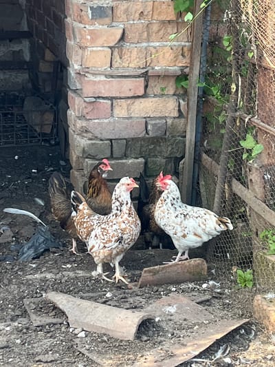 The image depicts an outdoor scene in the city of Sadovo, Bulgaria, featuring several chickens near a rustic brick structure and a wire mesh fence. In the foreground, two chickens are prominently positioned on the ground. One is a white chicken with brown speckles, facing left. The other chicken, a brown hen with a patterned plumage, is standing to the left of the speckled chicken, also facing left. Behind them, partially obscured, is a darker brown chicken. The ground is covered with dirt, debris, and scattered feathers. To the right, a wire mesh fence with some overhanging vines encloses an area. Behind the chickens, a weathered brick wall forms the backdrop. The overall environment appears to be an outdoor enclosure, possibly a coop or yard, with a somewhat unkempt appearance.
