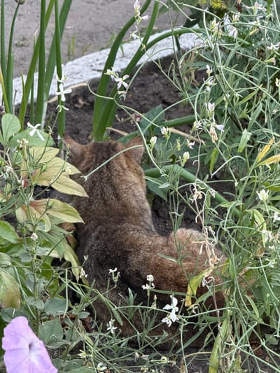 A brown cat is seen from behind, partially obscured by green plants and small white flowers. The cat is nestled in dark soil amongst foliage, with its head turned away from the camera. A single, blurred purple petunia is visible in the lower left corner. The scene appears to be an outdoor garden in Piatykhatky, Ukraine, with a gray concrete border and pathway visible in the background.