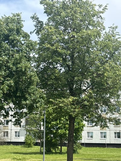 The image depicts a residential scene in Yakovlevskoye, Russia, featuring a large, leafy tree in the foreground. Behind the tree, a multi-story apartment building with numerous windows is visible. The building appears to be a typical Soviet-era residential structure, with a light-colored facade and visible window frames. The area in front of the building is covered in green grass. A lamppost is situated to the right of the central tree, partially obscured by foliage. The sky above is bright and appears partly cloudy. The overall impression is of a calm, everyday urban environment.