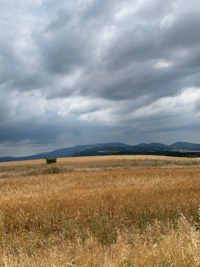 This is a vertical, eye-level, medium shot of a golden wheat field in Γαλαρινός, Greece. The field dominates the right side of the frame, with its dry stalks creating a textured, golden expanse. Along the far right edge of the field, taller grasses and some wildflowers are visible. In the distance, a line of dark, rolling hills or mountains recedes into the background. A small, dark green tree stands alone in the middle ground of the wheat field. The left side of the image is filled with a dramatic sky. Heavy, dark gray clouds are layered and streaked, with some lighter patches suggesting sunlight breaking through or thinner cloud cover. The overall mood is overcast and perhaps a bit somber, with the golden field contrasting against the dark, brooding sky. The time of day is likely late afternoon or early evening, given the light and cloud conditions. There are no people or text visible in the image.