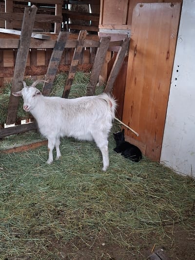 The image depicts a white goat with horns lying on a bed of hay next to a wooden structure. A black goat kid stands nearby, also on the hay. The scene appears to be indoors, possibly a barn or shed. The location is Moshtanets, Bulgaria.