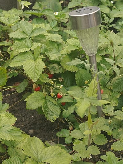 This image depicts a close-up view of a patch of strawberry plants in a garden, possibly located in Saint-Josse-ten-Noode - Sint-Joost-ten-Node, Belgium. The plants are characterized by their lush green, serrated leaves. Several red strawberries are visible amongst the foliage, along with some less mature green berries and small white flowers. A solar-powered garden light, with a stainless steel top and a textured glass body, stands prominently within the plants. The ground beneath the plants appears to be dark soil. The overall impression is one of a thriving garden setting.
