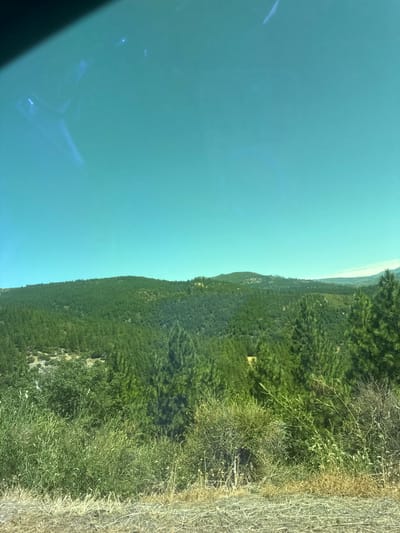 The image depicts a lush, tree-covered hillside under a clear, bright turquoise sky. In the foreground, dry, straw-like vegetation lines the bottom of the frame. The middle ground is dominated by dense evergreen trees, creating a uniform green carpet that covers the rolling hills. The trees are varied in height and density, with some areas appearing more rugged and rocky. The sky is a uniform expanse of color, with a subtle reflection of what appears to be the interior of a vehicle visible in the upper left corner, suggesting the photo was taken from inside a car. The overall impression is one of a natural, undeveloped landscape, likely in a rural or mountainous area. The location is identified as White Hall, United States.
