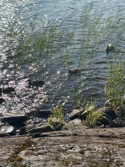 The image shows a body of water with ripples and reflections from the sun. Tall reeds grow along the edge of the water. Several ducks are swimming in the water, some near the reeds and some further out. The foreground consists of large, rough rocks, some with moss growing on them. The scene appears to be a natural outdoor environment, possibly a lake or riverbank. The location is identified as Shuiskaya Chupa, Russia.