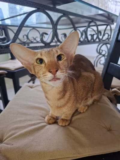 A ginger cat with large ears sits on a beige cushion. The cat is looking directly at the camera with its mouth slightly open, revealing a pink tongue. Behind the cat, there is a dark metal table with a glass top. The environment appears to be indoors, possibly a home in the city of Таптыково, Russia.