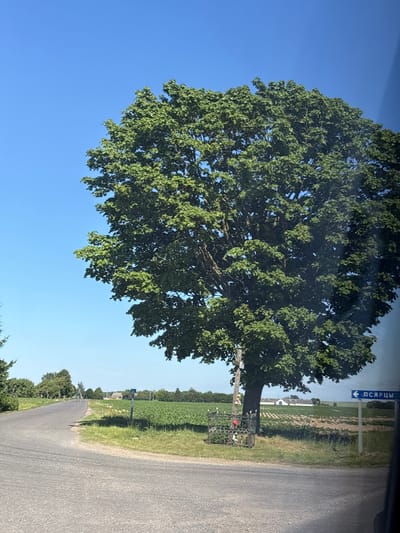 A large deciduous tree with lush green foliage dominates the center of the frame. The tree stands near a paved road that curves to the left. In the background, a cultivated field of green crops stretches towards a few buildings. A blue directional sign with white text is visible on the right side of the road, pointing to the left with the Cyrillic text "ПСЯРЦЫ". At the base of the tree, there appears to be a small memorial or shrine with some flowers and decorative elements. The sky is clear and blue. The scene appears to be in a rural area.