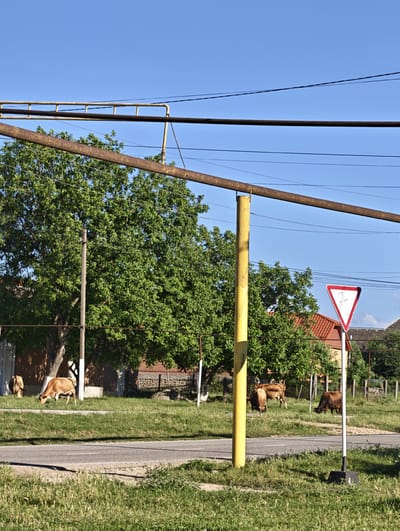 The image depicts a rural scene in Mayrtup, Russia, under a clear blue sky, suggesting a bright, sunny day. The foreground is dominated by a paved road and a grassy verge. In the middle ground, several brown cows are grazing peacefully in a grassy area. Behind the cows, a large, leafy green tree stands prominently, with houses and fences visible in the background.
Overhead, two parallel, rusty metal pipes are suspended by yellow posts. One pipe is closer to the viewer and appears to be older, while the other is further away and seems more recent. Several electrical wires also crisscross the sky, indicating infrastructure in the area.
A triangular "Give Way" sign with a red border and a white center is mounted on a pole to the right of the yellow support post. The sign has some small dark marks on its surface. The overall impression is one of a quiet, everyday moment in a rural Russian village, with livestock common to the area and basic infrastructure present. There is no visible text in the image other than the warning sign.