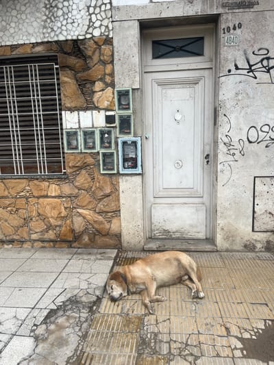A photograph depicts a scene likely in or near Villa Bernardo de Monteagudo, Argentina. An exterior view shows a dog sleeping on a tiled sidewalk adjacent to a building facade. The facade includes a white door with a partially visible window, address numbers (4840 and 1040), graffiti, and utility meters. The building exterior has sections with stone and mosaic tile. A metal grate covers a lower portion of the wall. The tiling on the sidewalk is cracked and uneven. The dog, light brown in color, is curled up on its back, seemingly asleep.