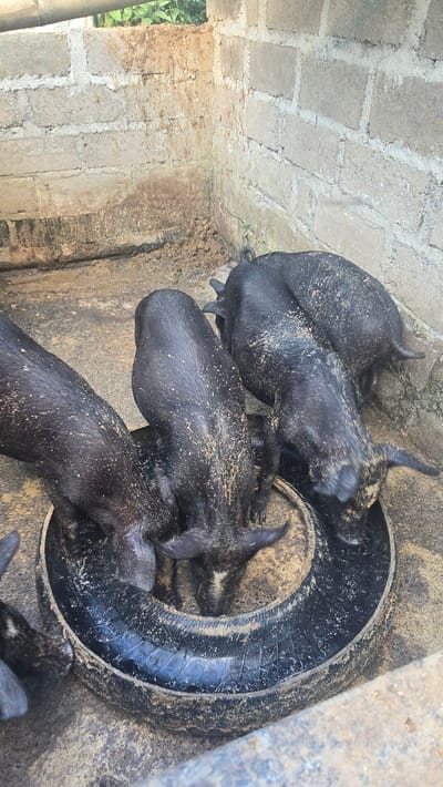 The image, taken in Seririt, Indonesia, depicts five small, dark-colored pigs gathered around a black tire that is repurposed as a feeder. The pigs appear to be piglets or young hogs, and their bodies are covered in specks of dirt or feed, suggesting they are actively eating from the tire. They are clustered close together, with their heads often obscured by their bodies as they feed.
The ground immediately surrounding the pigs and the tire is composed of packed earth and possibly some uneven concrete. In the background, a rough concrete block wall forms part of an enclosure, exhibiting visible mortar lines and a somewhat weathered appearance. To the far left, beyond the wall, green foliage is visible, indicating an outdoor setting with vegetation nearby.
The scene is illuminated by natural daylight, suggesting it is daytime. There are no people visible in the image, and no discernible text. The setup of the tire as a feeding trough within a concrete enclosure suggests an agricultural or farm setting, specifically a pigsty or a pen for raising pigs.