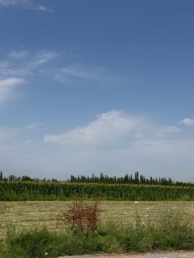 A landscape image of farmland under a partly cloudy sky. In the foreground, there is a patch of green grass with some scattered white wildflowers and a brown bush. Behind this is a field of cut hay, laid out in neat rows. Further in the background, a tall cornfield stretches across the horizon, bordered by a line of trees. The sky is a clear blue with wispy white clouds. The scene appears to be located in Mamagan, Kyrgyzstan.