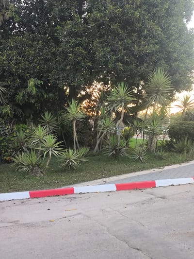 The image depicts an outdoor scene with a prominent large tree in the background, its dense foliage obscuring much of the sky. In front of the tree, a cluster of yucca plants with spiky, green leaves are visible. Sunlight filters through the leaves, suggesting it is either sunrise or sunset. The foreground shows a paved area with a curb painted with alternating red and white stripes, indicating a roadway or parking area. The ground is a mix of concrete and some scattered dry leaves. The overall setting appears to be a park or a landscaped area, possibly near a road. There are no people or animals visible in the image, and no text is present. The lighting suggests a calm, natural environment during the golden hours of the day.