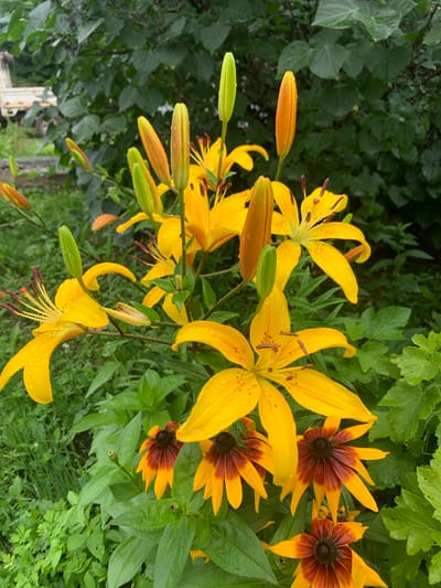 In Kavalerovo, Russia, this close-up, eye-level shot captures a cluster of vibrant yellow lilies and black-eyed Susans in a garden setting. The flowers are wet, with visible water droplets on their petals, suggesting recent rain. Some lily buds are still closed, while others are fully bloomed, revealing their characteristic spotted petals and prominent stamens. The black-eyed Susans are also in bloom, with their distinctive dark centers and bright yellow petals. They are interspersed with the lilies and surrounded by lush green foliage. In the background, a white utility vehicle is partially visible, along with dense green bushes, hinting at a semi-rural or garden environment. The lighting is overcast, contributing to the muted tones of the scene.