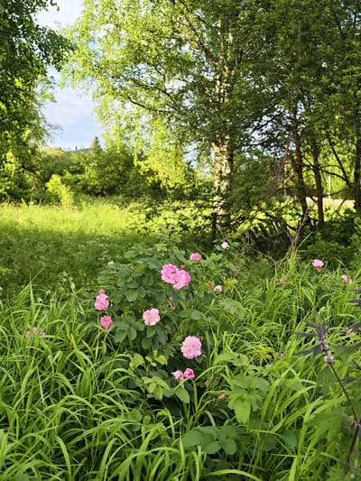 The image depicts a lush, overgrown natural setting with a focus on a rose bush laden with pink blossoms in the foreground. The rose bush is surrounded by tall, vibrant green grass and other foliage. In the background, there are large trees, suggesting a wooded area. Sunlight dapples through the leaves, creating a natural, serene atmosphere. The location is identified as Sudak, Russia, implying a possible park, garden, or undeveloped natural space within or near the city. There are no people or discernible human activity present. The scene is a still, outdoor environment characterized by abundant vegetation and soft, natural lighting.