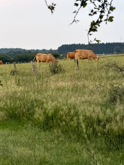 The media file depicts a rural scene with two cows in a grassy field. The larger cow, a light brown color, is standing to the left of the frame, facing away from the camera. Its tail is extended. Behind it, a smaller, similarly colored cow is partially visible, also standing. The field is overgrown with tall green grass and some dry stalks. In the background, a dense line of trees forms a dark green border. The sky is overcast and a pale grey, suggesting a cloudy day. A few thin branches with leaves hang into the frame from the upper left corner. A rustic wooden fence runs horizontally across the middle ground, partially obscured by the tall grass. Scattered yellow wildflowers are visible in the grass. The overall impression is a peaceful, pastoral setting in La Roche-en-Ardenne, Belgium. There is no visible text in the image.