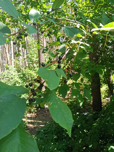 The image depicts a close-up view of a tree branch laden with dark, ripe berries, likely chokecherries, amidst lush green foliage. The setting appears to be a natural environment, possibly a park or forest edge, with a blurred background suggesting a wooded area with a sun-dappled forest floor. The focus is on the clusters of berries and the surrounding leaves, which are illuminated by sunlight filtering through the canopy. The specific location in Bohodukhiv, Ukraine, is not explicitly indicated within the visual information of the image itself.