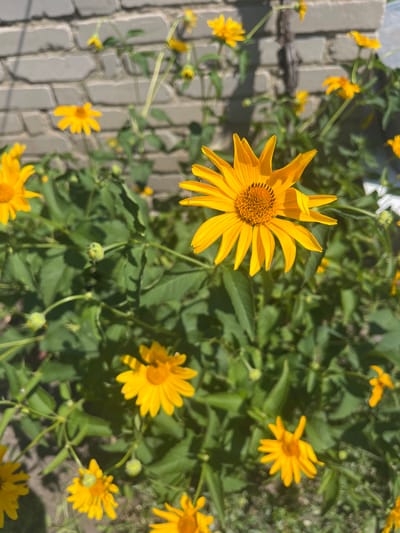 A close-up, eye-level shot captures a cluster of vibrant yellow flowers in bloom. The flowers are of varying sizes and stages of opening, with prominent petals radiating from a central disc. Some flowers are in sharp focus, revealing intricate details of their structure, while others are slightly blurred in the background. Lush green foliage forms the backdrop for the floral display. In the upper left quadrant of the image, a section of a grey brick wall is visible, its texture and pattern clearly defined. The lighting suggests a bright, sunny day, casting shadows on the flowers and leaves. The scene appears to be an outdoor garden setting, possibly in a residential area or park, within the city of Озёрный ауылдық округі, Kazakhstan.