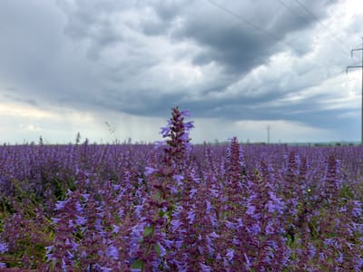 An outdoor, low-angle, medium shot captures a field of purple flowers under a stormy, overcast sky. The flowers are densely packed, with spikes of purple blossoms reaching towards the sky. The foreground features several individual flower stalks in sharp focus, revealing intricate details of their petals and stems. In the background, the field stretches out, with the purple hue becoming less distinct as it recedes towards a distant horizon. The sky is dominated by heavy, dark gray clouds, with hints of lighter sky peeking through. Several power lines and utility poles are visible against the sky, stretching across the frame and indicating the presence of infrastructure in the rural landscape. The location is specified as El'tsovka, Russia. There are no people or animals visible in the image.