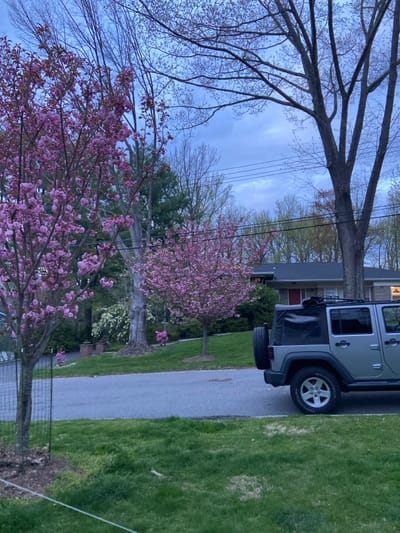 The image shows a silver Jeep Wrangler parked in a driveway in front of a house. The house is a single-story, light-colored structure with a red door and a dark-colored roof. The Jeep is facing the right of the image. The Jeep has a black roof rack and a spare tire mounted on the back. The house is surrounded by a grassy lawn with mature trees and flowering shrubs. The trees are in bloom with pink blossoms. There are power lines running overhead. The image was taken in Rye, NY (latitude: 40.952, longitude: -73.708). It is a suburban residential neighborhood. The weather is overcast, and the sky is blue with gray clouds. The trees are casting shadows on the ground, and the grass is green. There is a small fence in the foreground. There are no people present. The scene is calm and tranquil.