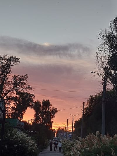 The image shows a street scene at sunset in Chapaevsk, Russia. The sky is filled with a gradient of colors, from pale grey on the left to vibrant orange and pink on the right, indicating the setting sun. Several trees with dark foliage are silhouetted against the colorful sky, some of them appearing bare or with sparse leaves, suggesting it might be autumn. The scene is lined with utility poles and wires.
In the distance, on the right side of the image, several people are visible walking on the sidewalk or near a road. Cars are also parked along the street. A large bush with feathery, light-colored plumes is prominent in the foreground on the right. The overall atmosphere is peaceful, with the warm hues of the sunset creating a serene mood. The time of day is clearly sunset. No text is visible in the image.