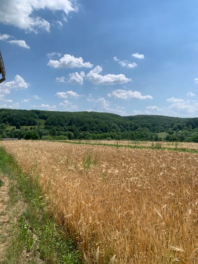 The image depicts a rural landscape on a bright, sunny day. The scene is divided horizontally, with the sky occupying the upper left portion and a wheat field dominating the right side. The sky is a vibrant blue, dotted with fluffy white cumulus clouds. Below the sky, a dense, dark green forest stretches across the horizon, forming a natural boundary with the wheat field. The wheat field itself is a rich golden brown, indicating that the crop is ripe for harvest. The stalks are tall and appear dry, rustling in what is presumably a gentle breeze, though no wind is directly visible.

In the foreground, along the bottom edge of the image, a small section of a building with a corrugated roof is visible on the far left, suggesting human habitation or agricultural infrastructure nearby. The overall impression is one of abundance and the calm beauty of a rural summer day. The lighting suggests it is daytime, likely late morning or early afternoon, given the clear sky and strong sunlight. The setting appears to be agricultural land bordering a forested area, consistent with a rural location. There is no text visible in the image.
