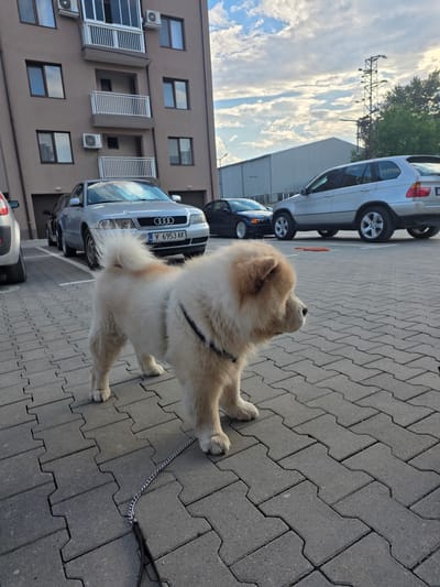A fawn-colored Chow Chow dog, distinguished by its fluffy coat and curled tail, stands on a grey interlocking paver surface. The dog wears a dark harness and is attached to a metal chain leash. It is looking upwards and slightly to the right, appearing alert and observant.
In the background, several cars are parked on what appears to be a street or parking lot. Immediately behind the dog is a silver Audi sedan, displaying the Audi rings logo and a Bulgarian license plate that reads "Y 6953 AK". Further right, a silver BMW SUV is also parked. A dark-colored car is partially visible between the Audi and BMW, and another car is slightly visible in the lower left.
To the left, a multi-story building constructed of light brown material features numerous rectangular windows, some equipped with white louvered shutters. Several external air conditioning units are mounted on its facade.
The upper portion of the image reveals a partly cloudy sky, with patches of blue visible between scattered white clouds. A metallic utility pole or tower structure is faintly visible against the sky in the distance, above the cars.
The scene depicts an urban or suburban setting, likely in Plovdiv, Bulgaria, as indicated by the "Y" prefix on the Audi's license plate. The bright yet warm lighting suggests the time of day is late afternoon or early evening, under partly cloudy weather conditions.