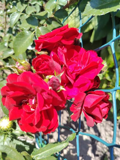 The image shows a cluster of vibrant red roses with several buds, partially obscured by a light blue mesh fence. The roses are in various stages of bloom, with some fully open, revealing their petals and stamens, while others are tightly closed buds. The green leaves of the rose bush are visible in the background, as well as some dappled sunlight and shadow on the ground. The scene appears to be outdoors, likely in a garden or park setting within the Акцябрскі сельскі Савет, Belarus. No people are present in the image.