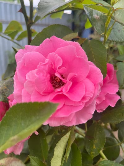 A close-up, eye-level, outdoor photograph captures a vibrant pink rose in full bloom, positioned slightly off-center to the left. The rose's petals are soft and ruffled, with a darker, slightly fuzzy center. Surrounding the rose are several green leaves, some in sharp focus and others blurred, adding depth to the image. A thorny stem is visible behind the rose, with thorns pointing outwards. In the background, out of focus, is a light-colored, corrugated metal fence and a hint of blue, possibly indicating the sky or another structure. The overall impression is one of natural beauty in a garden setting, likely located within the city of Otrado-Olginskoye, Russia, given the context. No people are present in the frame.