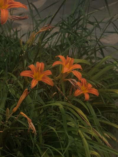 The image shows a close-up view of orange daylily flowers amidst lush green foliage. Several flowers are in bloom, displaying their characteristic six petals and prominent stamens. Some wilted or dried flower buds are also visible, suggesting a progression of the flowering season. The background consists of out-of-focus greenery and a textured, grayish surface, possibly a wall or pathway. The lighting is soft, and the overall tone is muted, giving the image a somewhat subdued or melancholic feel. There are no people or animals present in the scene. The image does not provide any information about its location in Perliavka, Ukraine.