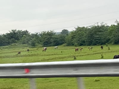 The image depicts a pastoral scene in the Nigoiti community, Georgia, characterized by a wide, green grassy field dotted with several horses. The horses are of varying colors, including brown and lighter shades, and are observed grazing in different parts of the field. In the background, a dense line of lush green trees forms a natural boundary, suggesting a rural or semi-rural setting. The sky above is overcast, creating a diffused, soft light across the landscape. A prominent grey metal guardrail runs across the foreground of the image, with a small, bright red mark visible on its surface. The overall impression is one of tranquility and natural beauty, with the guardrail serving as a point of observation, possibly from a roadside viewpoint.