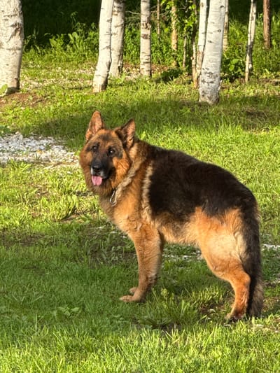 This media file shows a German Shepherd lying on bright green grass. The dog is mostly black and tan, with its tongue hanging out and appearing happy. It is wearing a silver collar with a ring. The background features several thin, white birch trees and more grass. The scene appears to be outdoors on a sunny day, possibly in a park or backyard. The lighting suggests it is either morning or late afternoon. No text is visible in the image. The setting is Beryozovsky, Russia.