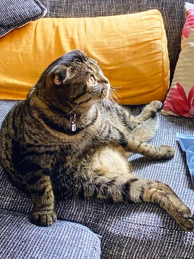 The image shows a tabby cat lying on its back on a couch in Purkersdorf, Austria. The cat is a mix of brown, black, and grey stripes. It is wearing a silver collar with a small silver charm. The cat's paws are extended, and its belly is exposed. The cat appears relaxed and comfortable.

The couch is upholstered in a dark grey fabric with a textured weave. To the left of the cat, there is a bright yellow cushion, and behind it, a pillow with a floral pattern in pink and white. To the right of the cat, part of a blue plastic bag is visible. The lighting suggests it is daytime, possibly indoors, with natural light illuminating the scene. The overall impression is one of domestic tranquility, with the cat enjoying a moment of leisure.