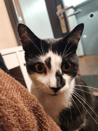 A close-up, slightly tilted photograph depicts a black and white cat with golden eyes. The cat is positioned above the viewer, looking down with a curious expression. Its whiskers are prominent and extend in various directions. The cat rests on a brown, textured surface. In the blurred background, a window and a white object are visible.
There is no indication of this photo being in Altdorf (UR), Switzerland.