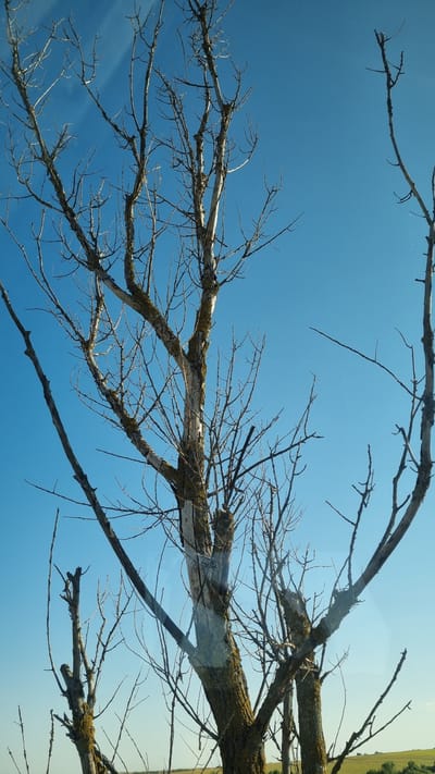 The image shows a close-up view of a bare tree against a clear blue sky. The tree has a thick, textured trunk with patches of moss and lichen. Its branches are bare and intricate, reaching out in various directions. In the background, a hint of a distant landscape with hints of green can be seen. The scene appears to be a natural outdoor environment, likely in the city of Karaisen, Bulgaria, given the context. There are no people or discernible actions depicted.